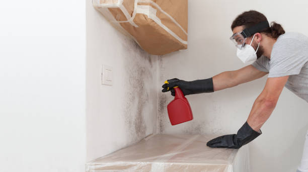 Professional Mold Removal technician working in Rapid City, MI
