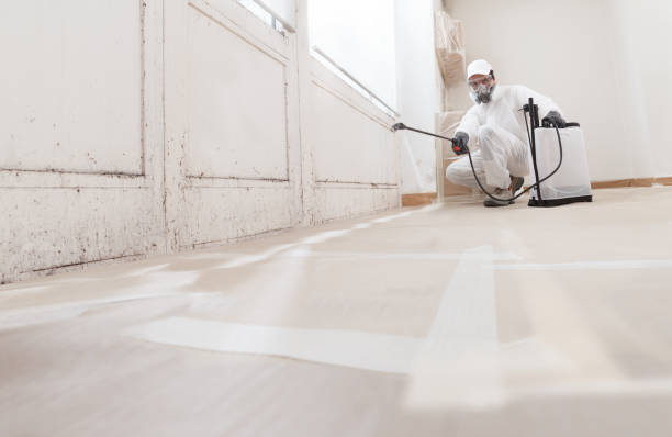 24/7 Emergency Mold Removal experts in Rapid City, MI
